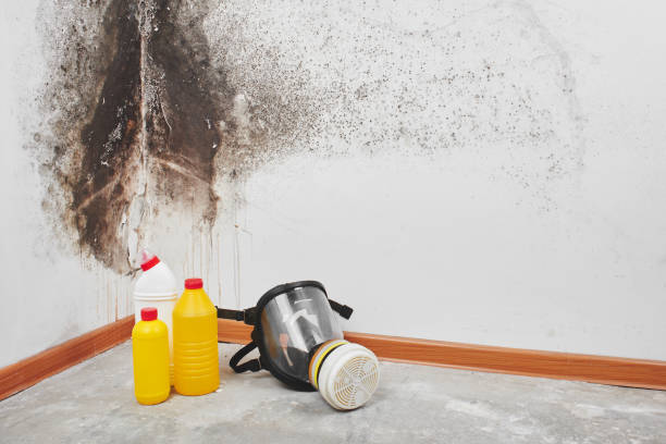 Best Mold Prevention Services  in Frazier Park, CA